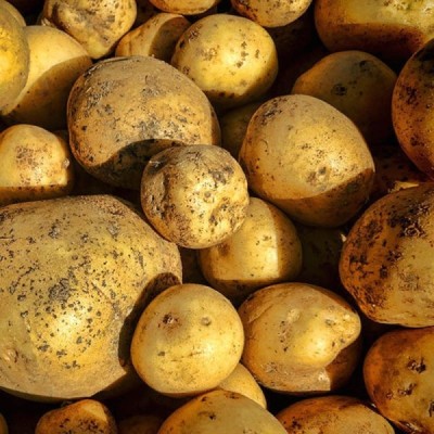 Organic Potatoes CHARLOTTE
