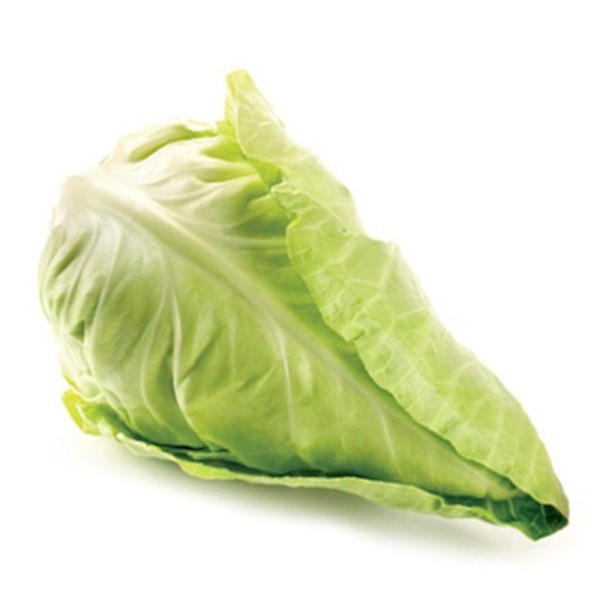 Organic Cabbage Pointed