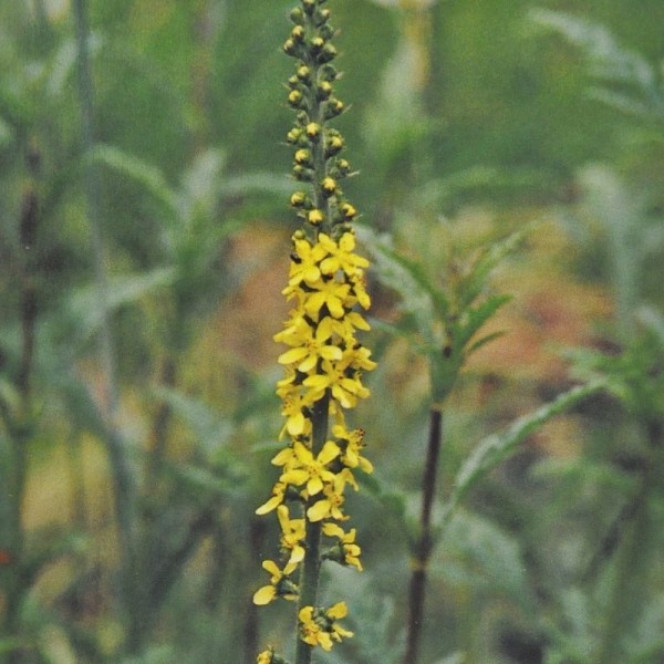 Ainsworths Agrimony Bach Remedy 10ml