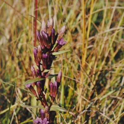 Buy Ainsworths Homeopathic and Bach Flower Remedies Online − UK Supplier