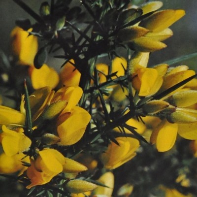Buy Ainsworths Homeopathic and Bach Flower Remedies Online − UK Supplier