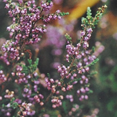 Buy Ainsworths Homeopathic and Bach Flower Remedies Online − UK Supplier