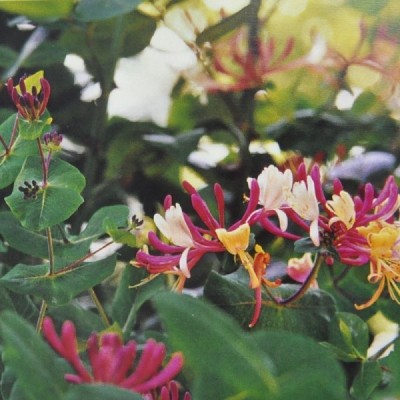 Buy Ainsworths Homeopathic and Bach Flower Remedies Online − UK Supplier