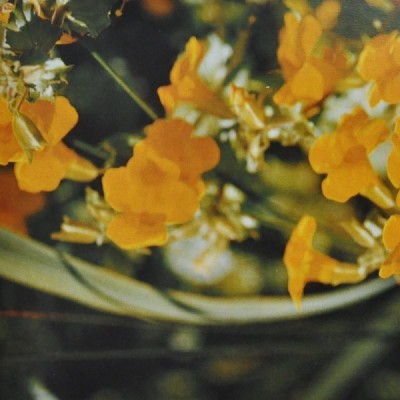 Buy Ainsworths Homeopathic and Bach Flower Remedies Online − UK Supplier