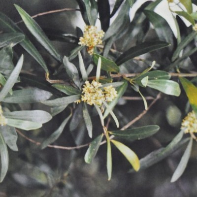 Buy Ainsworths Homeopathic and Bach Flower Remedies Online − UK Supplier