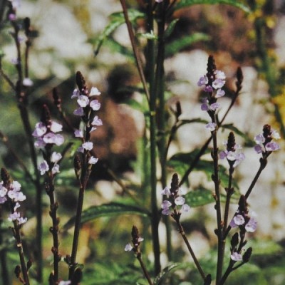Buy Ainsworths Homeopathic and Bach Flower Remedies Online − UK Supplier