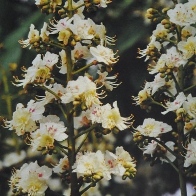 Buy Ainsworths Homeopathic and Bach Flower Remedies Online − UK Supplier