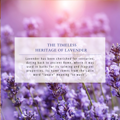 Absolute Aromas Lavender Oil (French) 30ml
