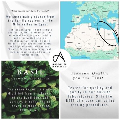 Absolute Aromas Basil Essential Oil 10ml
