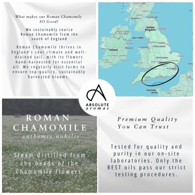 Absolute Aromas Chamomile Roman 5ml