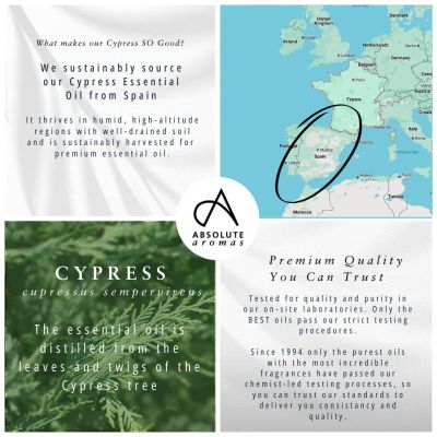 Absolute Aromas Cypress Oil 10ml