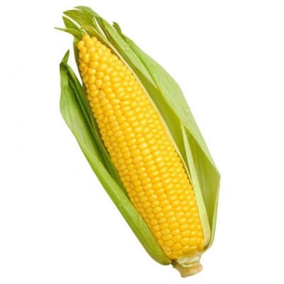 Organic Sweetcorn