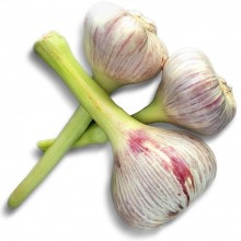 Organic Garlic Fresh