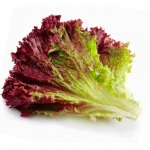 Organic Lettuce Red