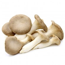 Organic Mushrooms Oyster