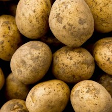 Organic Potatoes Orla